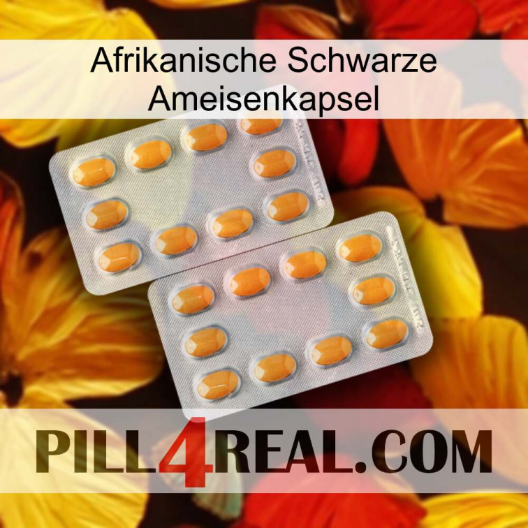 Africa Black Ant Capsule cialis4